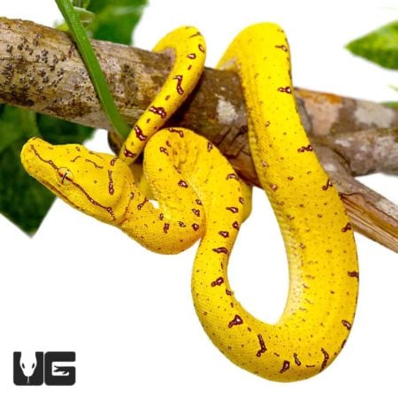 Baby Misool Green Tree Pythons For Sale - Underground Reptiles