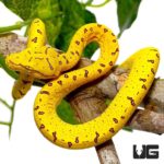 Baby Misool Green Tree Pythons For Sale - Underground Reptiles