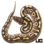 Baby Mojave Ball Pythons for sale - Underground Reptiles