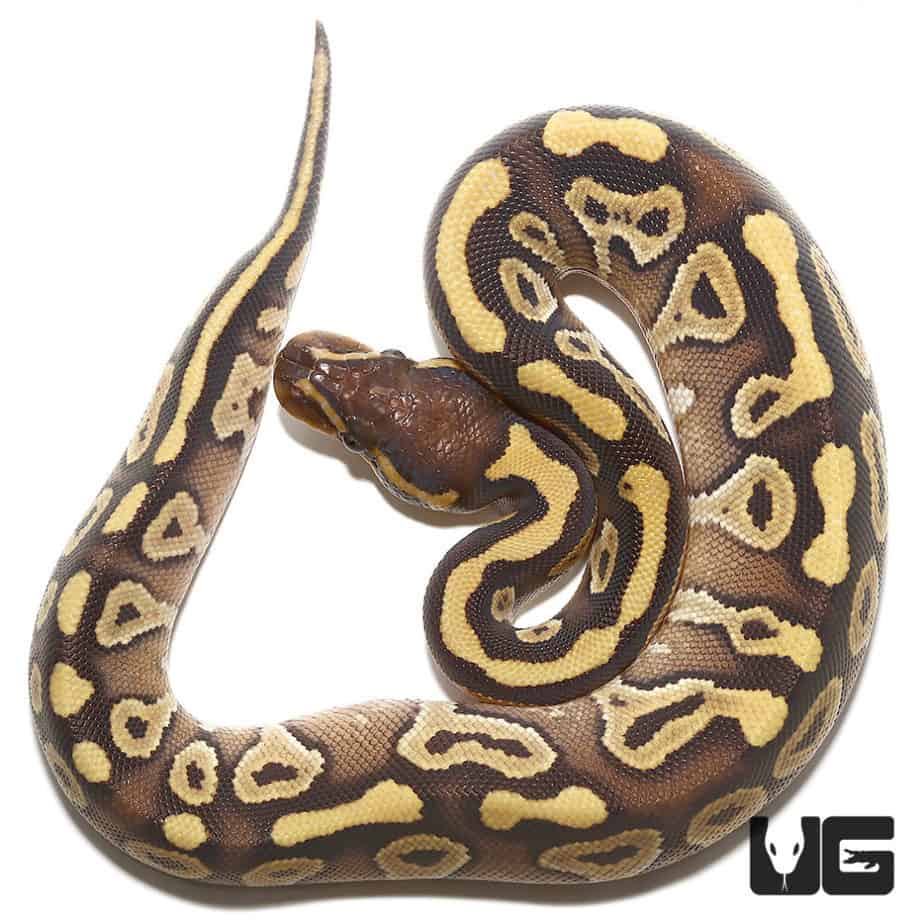 2022 Female Mojave Poss Hurricane Ball Python (#203) - Underground Reptiles