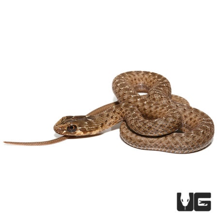 Montpellier Snakes For Sale - Underground Reptiles