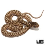 Montpellier Snakes For Sale - Underground Reptiles