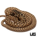Montpellier Snakes For Sale - Underground Reptiles