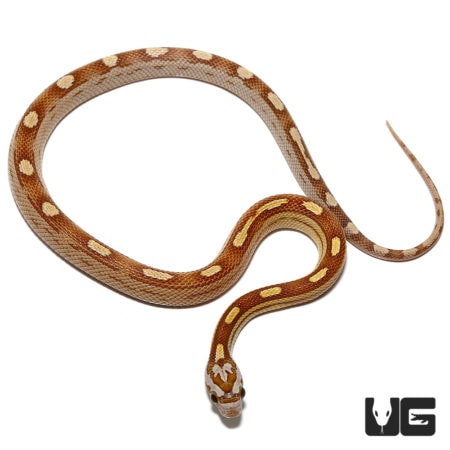 Baby Motley Amber Cornsnakes For Sale - Underground Reptiles