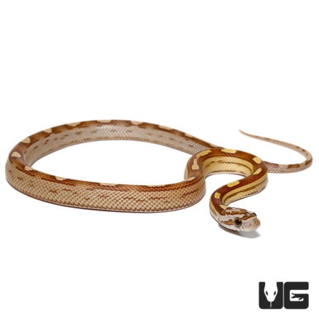 Baby Motley Amber Cornsnakes For Sale - Underground Reptiles