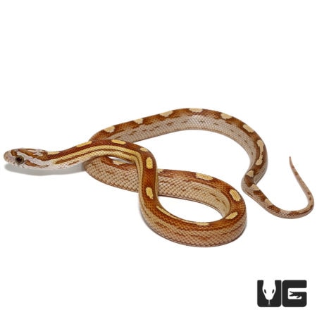 Baby Motley Amber Cornsnakes For Sale - Underground Reptiles
