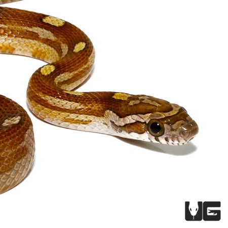 Baby Motley Caramel Diffused Cornsnakes For Sale - Underground Reptiles