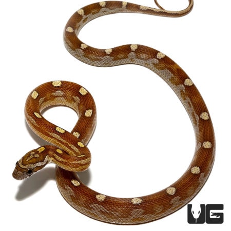 C.B. Baby Motley Caramel Diffused Cornsnake - Underground Reptiles