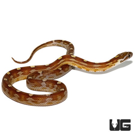 Baby Motley Caramel Diffused Cornsnakes For Sale - Underground Reptiles