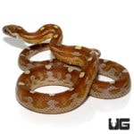 Baby Motley Caramel Diffused Cornsnakes For Sale - Underground Reptiles