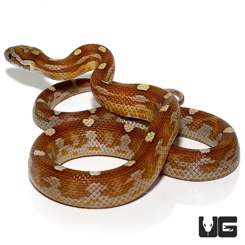 Baby Motley Caramel Diffused Cornsnakes (Pantherophis guttatus) For ...