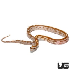 Baby Motley Gold Dust Cornsnakes For Sale - Underground Reptiles
