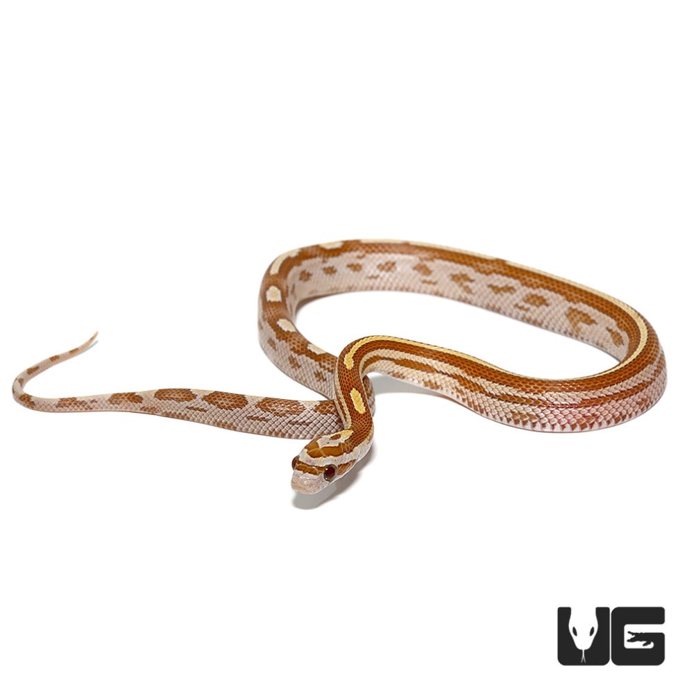 C.B. Baby Motley Gold Dust Cornsnake - Underground Reptiles