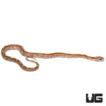 Baby Motley Gold Dust Cornsnakes For Sale - Underground Reptiles
