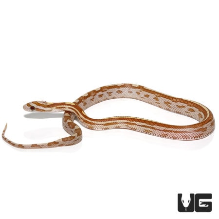 Baby Motley Gold Dust Cornsnakes For Sale - Underground Reptiles