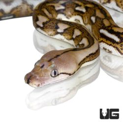 Baby Motley Tiger Reticulated Pythons For Sale - Underground Reptiles