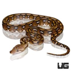 Baby Motley Tiger Reticulated Pythons For Sale - Underground Reptiles