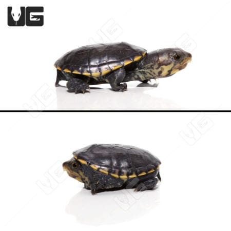 Narrow-Bridged Mexican Musk Turtles (Claudius angustatus) For Sale - Underground Reptiles