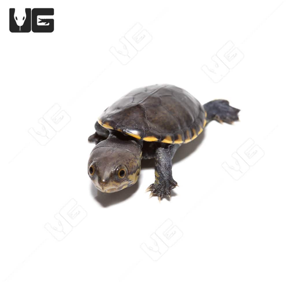 Baby Narrow-Bridged Mexican Musk Turtle - Underground Reptiles