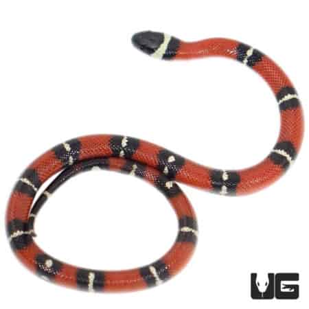 Baby Nelson's Milksnakes (Lampropeltis triangulum nelsoni) For Sale - Underground Reptiles