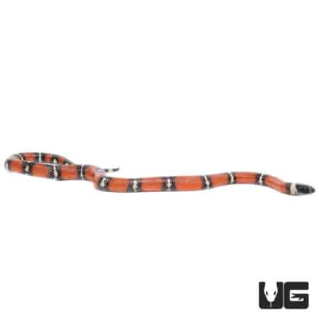 Baby Nelson's Milksnakes (Lampropeltis triangulum nelsoni) For Sale - Underground Reptiles