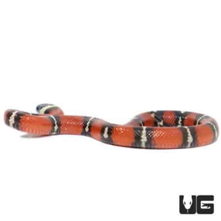 Baby Nelson's Milksnakes (Lampropeltis triangulum nelsoni) For Sale - Underground Reptiles