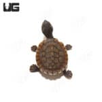 Baby Pinkbelly Snapping Turtles (Elseya novaeguinea) For Sale - Underground Reptiles