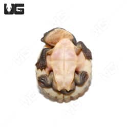 Baby Pinkbelly Snapper For Sale - Underground Reptiles