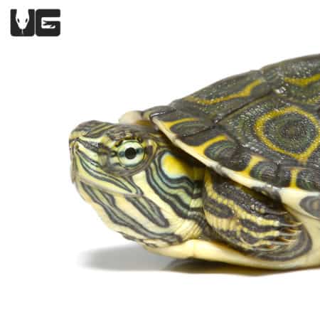 Baby Nicaraguan Ornate Slider Turtles (Trachemys emoli) For Sale - Underground Reptiles