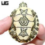 Baby Nicaraguan Ornate Slider Turtles (Trachemys emoli) For Sale - Underground Reptiles