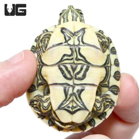 Baby Nicaraguan Ornate Slider Turtles (Trachemys emoli) For Sale ...