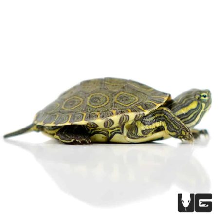 Baby Nicaraguan Ornate Slider Turtles (Trachemys emoli) For Sale ...