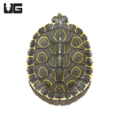 Baby Nicaraguan Ornate Slider Turtles (Trachemys emoli) For Sale ...