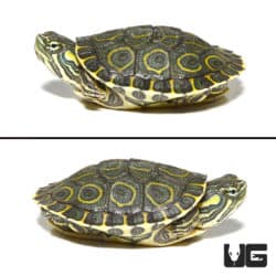 Baby Nicaraguan Ornate Slider Turtles (Trachemys emoli) For Sale - Underground Reptiles