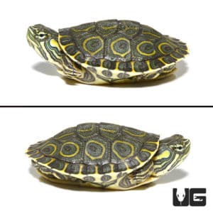 Baby Nicaraguan Ornate Slider Turtles (Trachemys emoli) For Sale ...