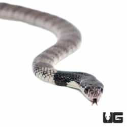 Baby Nimibian Coral Cobras For Sale - Underground Reptiles