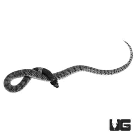 Baby Nimibian Coral Cobras For Sale - Underground Reptiles