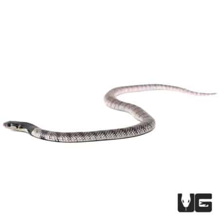 Baby Nimibian Coral Cobras For Sale - Underground Reptiles