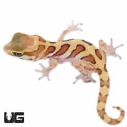 Baby Normal Panther Geckos (Paroedura pictus) For Sale - Underground Reptiles