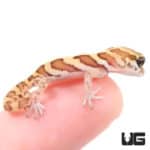 Baby Normal Panther Geckos (Paroedura pictus) For Sale - Underground Reptiles
