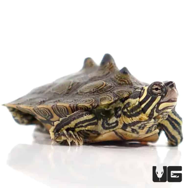 Baby Northern Black Knob Map Turtles For Sale - Underground Reptiles