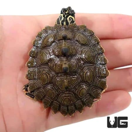 Baby Northern Black Knob Map Turtles For Sale - Underground Reptiles