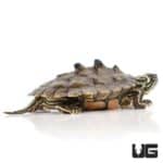 Baby Northern Black Knob Map Turtles For Sale - Underground Reptiles
