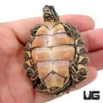 Baby Northern Black Knob Map Turtles For Sale - Underground Reptiles