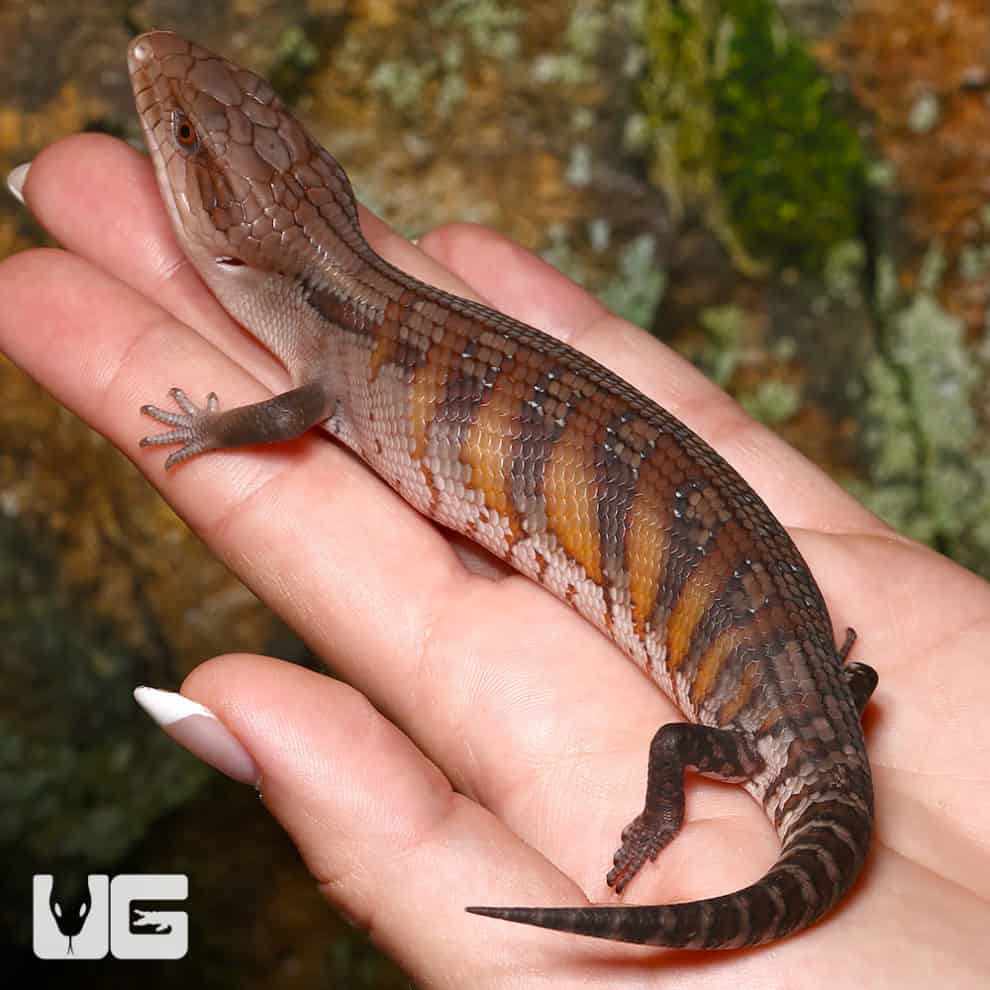 Skinks For Sale Underground Reptiles