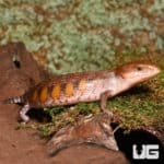 Baby Northern Blue Tongue Skinks (T. scincoides intermedia) For Sale - Underground Reptiles