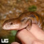Baby Northern Blue Tongue Skinks (T. scincoides intermedia) For Sale - Underground Reptiles