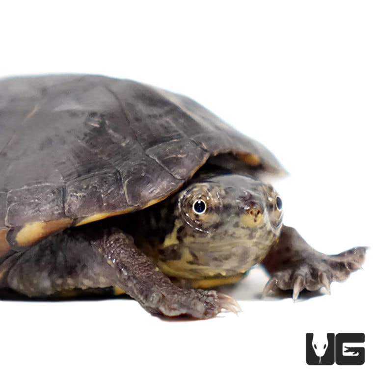 Baby Oaxaca Mud Turtle - Underground Reptiles