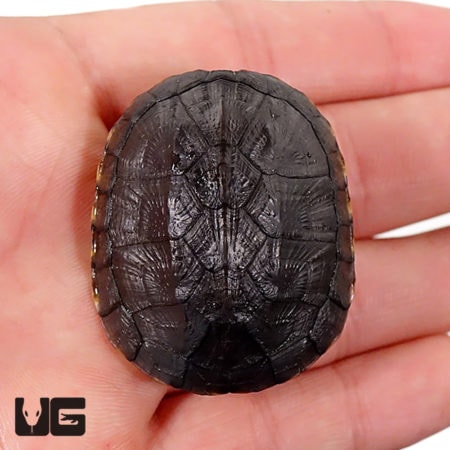 Baby Oaxaca Mud Turtles For Sale - Underground Reptiles