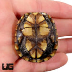 Baby Oaxaca Mud Turtles For Sale - Underground Reptiles